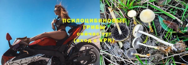 стафф Новозыбков