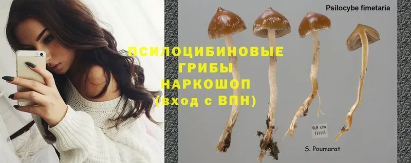 Псилоцибиновые грибы Magic Shrooms  Киренск 